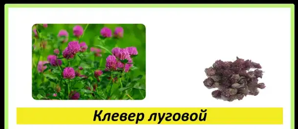 Целебные травы в каждый дом!, фотография 20