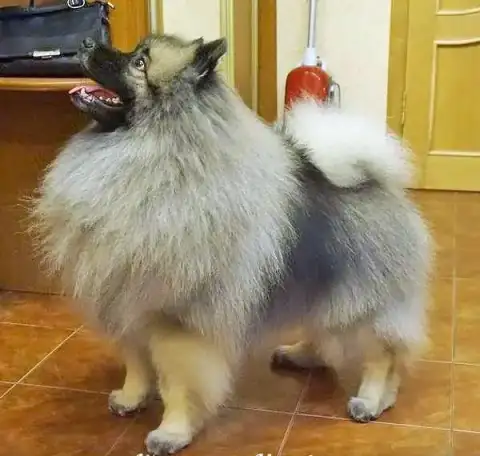 Вольфшпиц кеесхонд, фотография 4