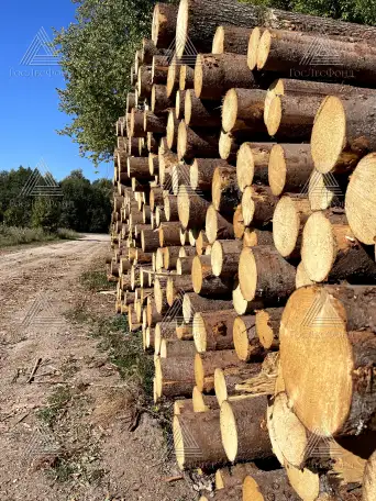Пиловочник строевой, сосна, ель ГОСТ 9463-88, 24-60 см, фотография 5