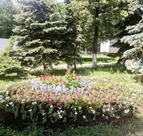 Озеленение участков, фотография 1