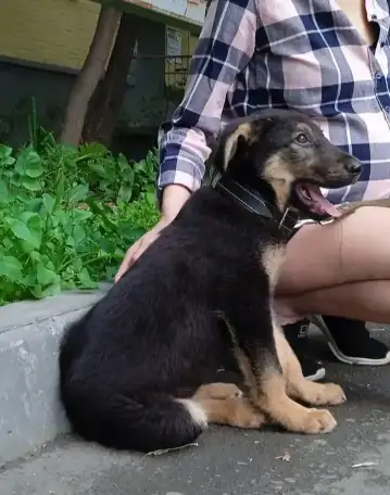 Хороший пёс в хороший дом, фотография 1