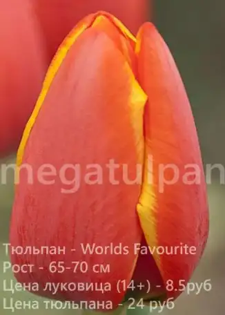 Луковицы тюльпанов оптом, фотография 8