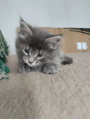 Котята Мейн куны, фотография 5