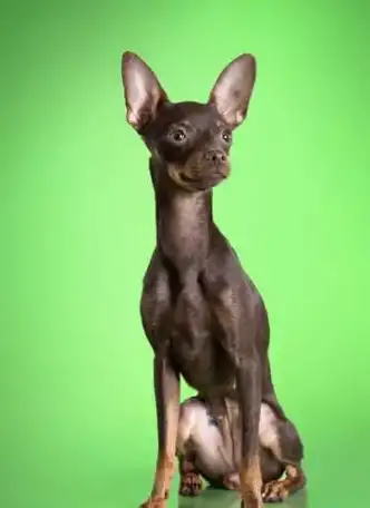 Очаровательные щенки русского тоя !!!, фотография 1