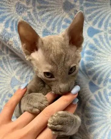 Корниш рекс котята, фотография 10