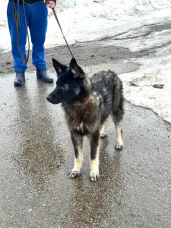 Жизнерадостный пёс Мартин в добрые руки, фотография 4