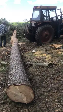 Поиск инвестора для заготовки древесины, фотография 2