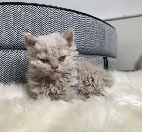 Котята, фотография 1
