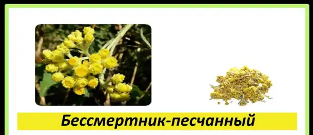 Целебные травы в каждый дом!, фотография 5