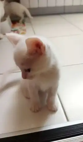 Котята, фотография 2