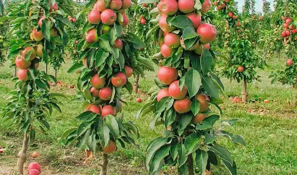 продам крупномерные плодовые деревья, фотография 4