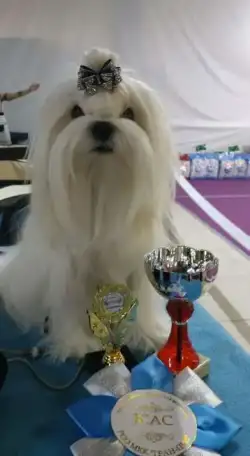 мальчик мальтезе-будущий чемпион, фотография 2