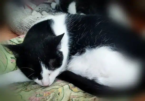 Кошка, фотография 1