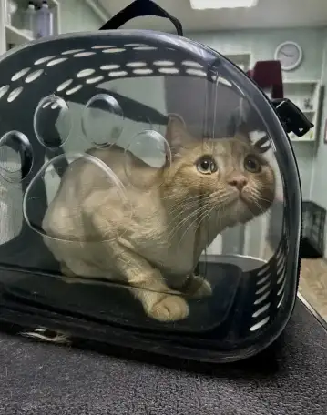 Стрижка собак и кошек, фотография 9