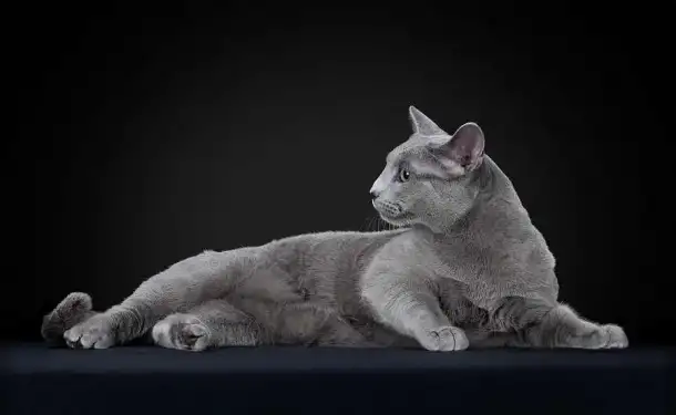 Котята, породы русская голубая от заводчика, фотография 5