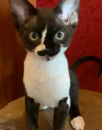 Котята Девон Рекс от титулованных родителе, фотография 4