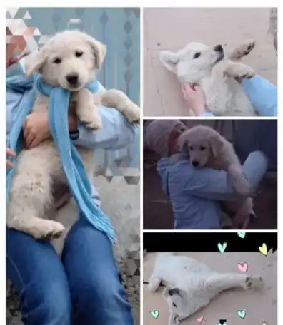 Здоровые крепыши, футболисты) , щеночки, возраст 2 с половиной  мес., фотография 5