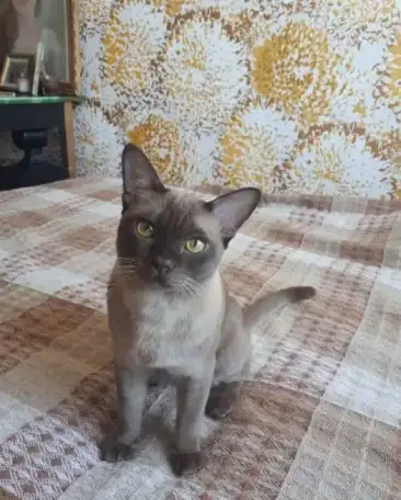 Бурманский кот. Вязка., фотография 2