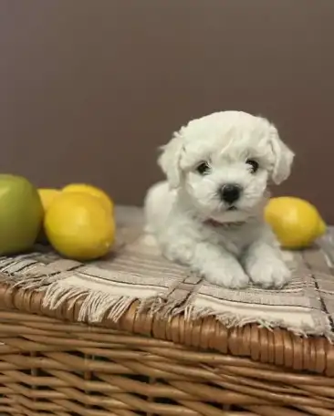 Бишон Фризе.Высокопородные щенки, фотография 4