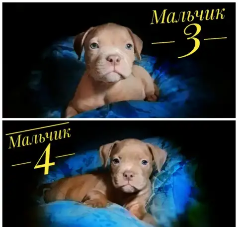 Предлагаются малыши американского булли, фотография 2