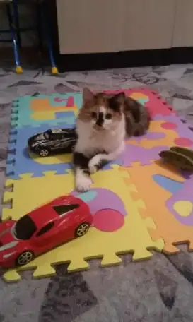 кошечка трехцветное счастье, фотография 1