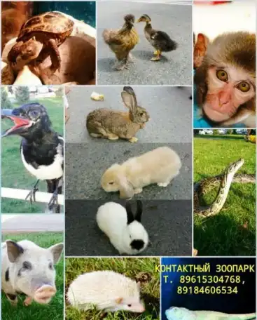 Сердючка театр пародий,Шоу Верки Сердючки,пародии звезд эстрады (один в один), фотография 9