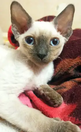 Котята Девон рекс., фотография 7