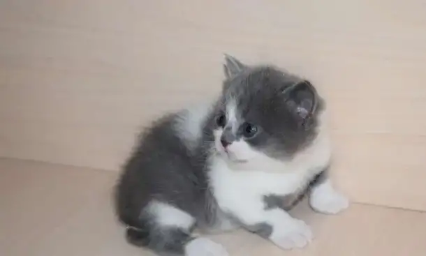 Шотландские котята. Резерв., фотография 5