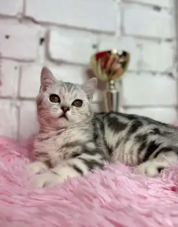 Британские котята, фотография 3