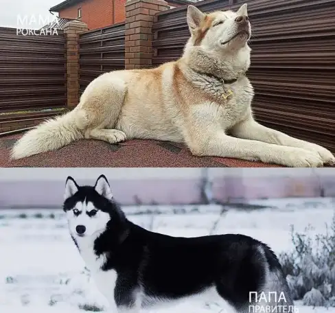 Щенята Хаски, фотография 6