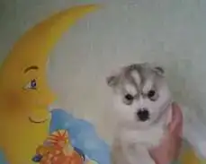 Щенок, фотография 1
