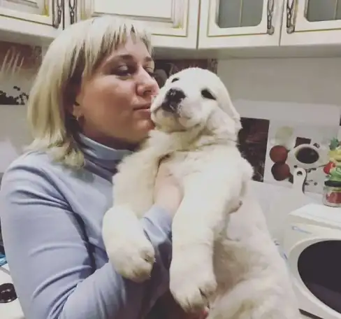 Щенки среднеазиатской овчарки, фотография 2