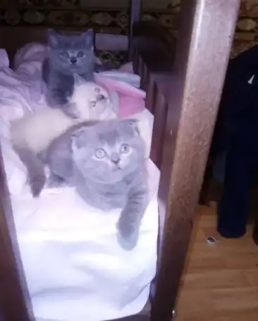 Шотландские медвежата., фотография 8