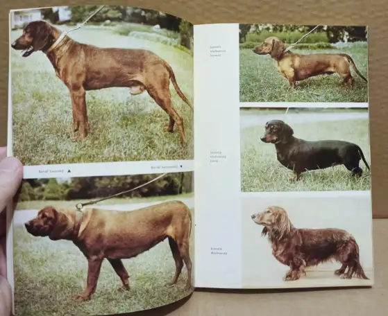 Atlas plemen psu Атлас пород собак 1973 г, фотография 8