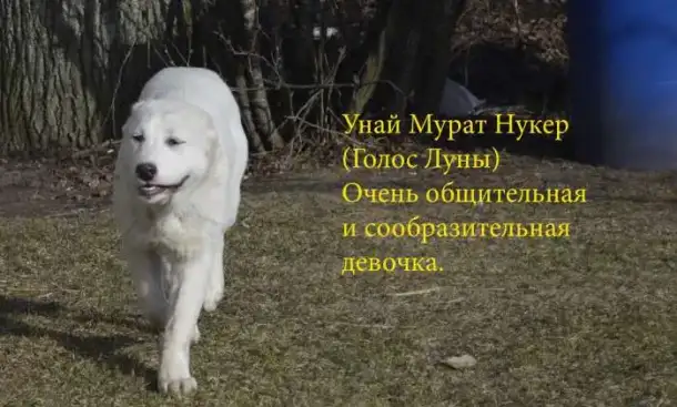 Продажа щенков среднеазиатской овчарки (алабай), фотография 6