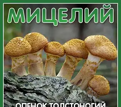 Мицелий Вешенки, Опёнка, Рейши, Шиитаке, фотография 8
