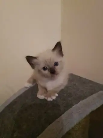 Продам котят породы РЭГДОЛЛ, фотография 3