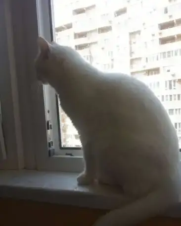Бесплатно, даром забирайте чудесную кошечку