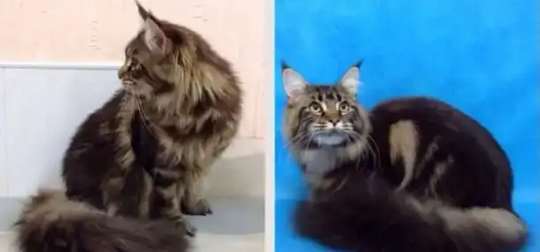 Стрижка собак и кошек, фотография 7