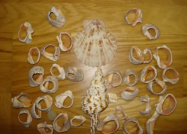 Морские ракушки, фотография 1