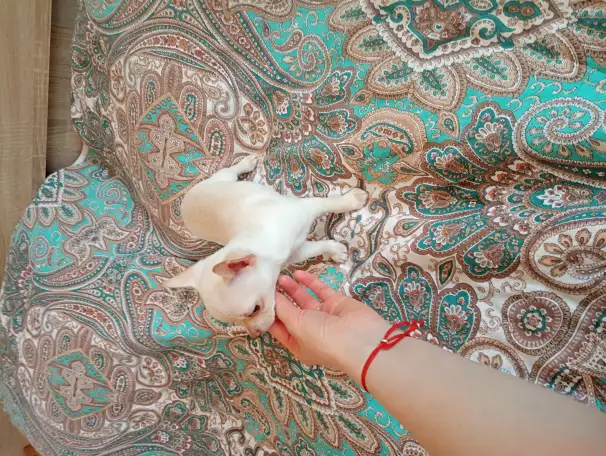 Щенки чихуахуа, фотография 8