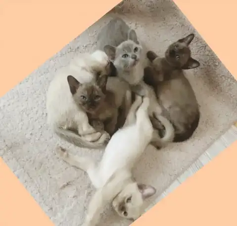 Бурманские котята, фотография 6
