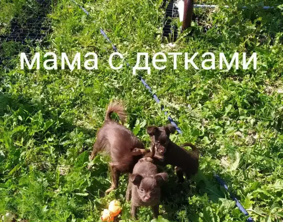 Той терьер длинношерстный - шоколадные щенки, фотография 2