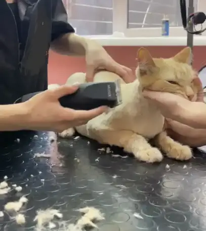 Стрижка собак и кошек, фотография 1