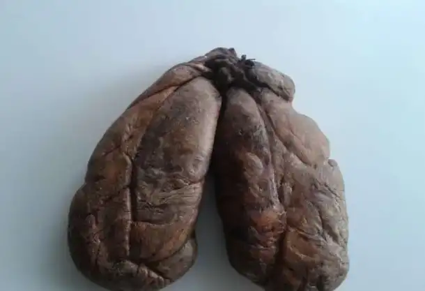 Продам струю бобра, фотография 1