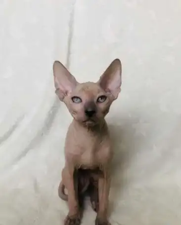 Котята эльфыб, фотография 6
