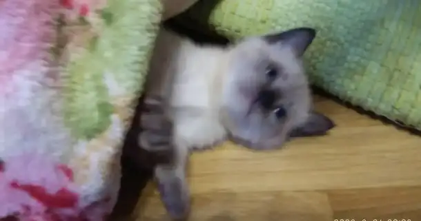 Котята тайские продаю, фотография 8