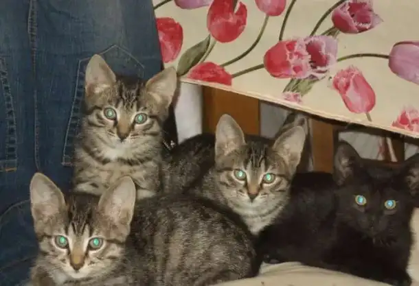 Отдам котят в добрые руки, фотография 1
