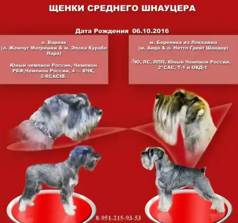 Щенки миттельшнауцера, фотография 7
