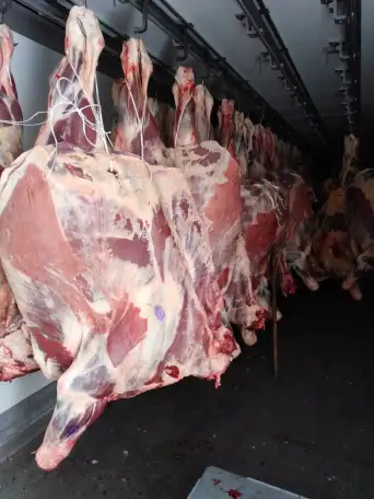 Мясо говядина на кости,быки,коровы,свинина,свиноматки., фотография 1